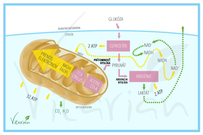 Ako naše telo vyrába energiu: Oxidatívna fosforylácia, glykolýza a ketóza